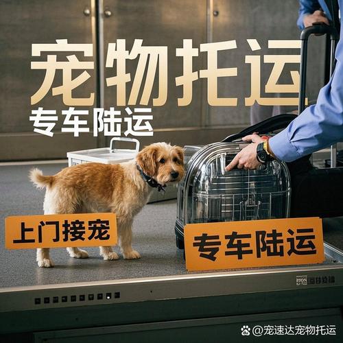 寵物貨運(yùn)圖片寵物貨運(yùn)圖片大全